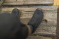 SHIMANO Pantofi ciclism SHAM903 negri